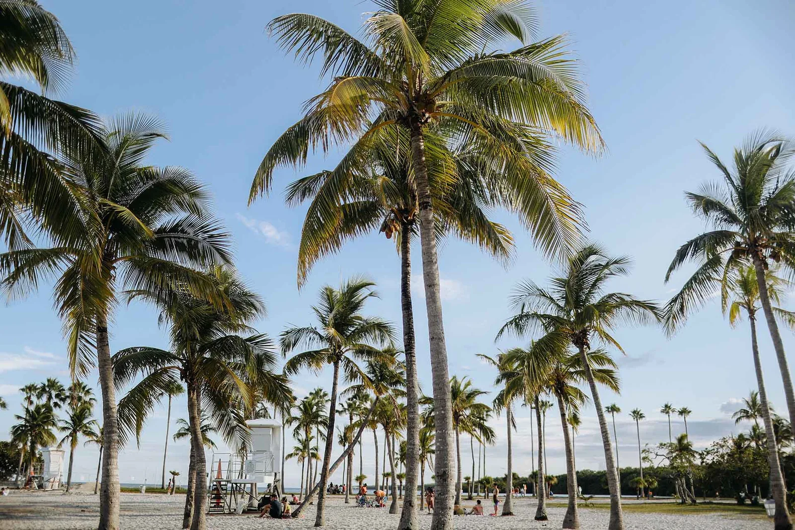 Palmenstrand in Florida