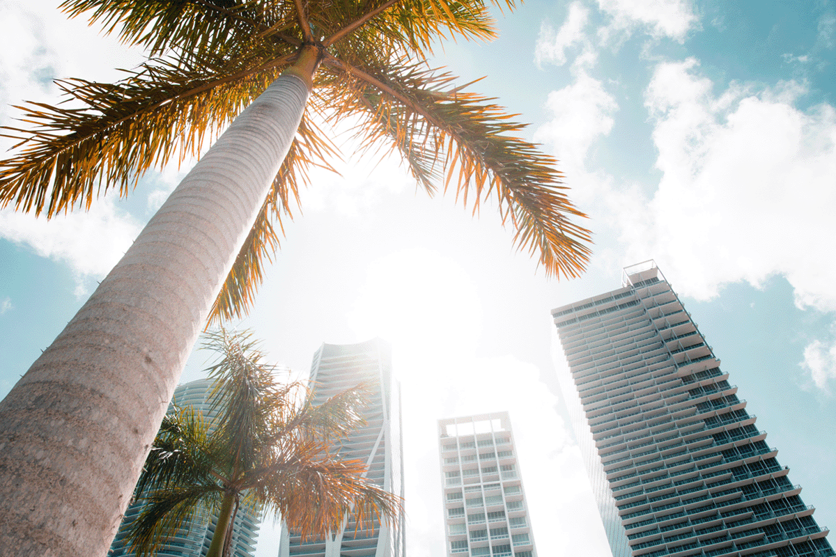 florida miami palm e1691164665132